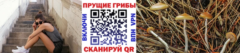Псилоцибиновые грибы Cubensis  Купить закладки  Нарткала 